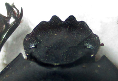 Garreta australugens