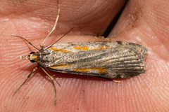 Scoparia scripta