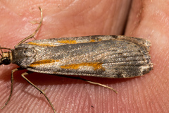 Scoparia scripta