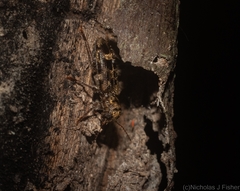Stigmatium mastersii