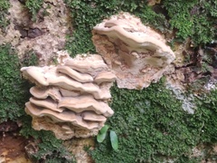 Rhodofomitopsis feei