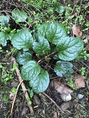 Pyrola asarifolia
