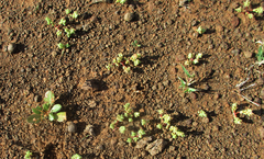 Portulaca hereroensis image