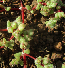 Portulaca hereroensis image