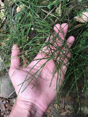 Equisetum bogotense