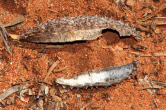 Flindersia maculosa