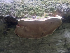 Rhodofomitopsis feei