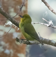 Hemignathus wilsoni