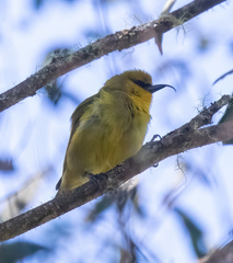 Hemignathus wilsoni