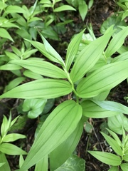 Maianthemum