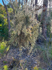 Jacksonia furcellata