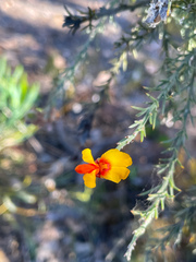 Jacksonia furcellata