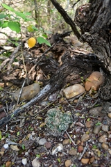 Mammillaria sphaerica
