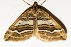 Asaphodes cataphracta