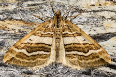 Asaphodes cataphracta