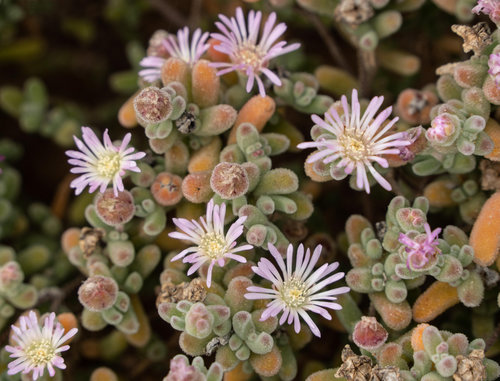 Drosanthemum salicola