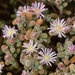 Drosanthemum salicola - Photo (c) Hamish Robertson, alguns direitos reservados (CC BY-NC), uploaded by Hamish Robertson