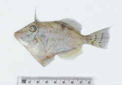 Arotrolepis filicauda