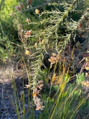 Jacksonia furcellata