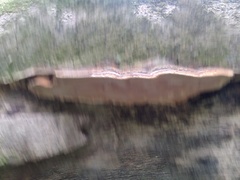 Rhodofomitopsis feei