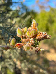 Jacksonia furcellata