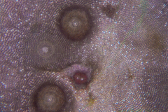 Melobesia membranacea