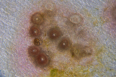 Melobesia membranacea