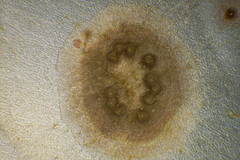 Melobesia membranacea