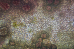 Melobesia membranacea