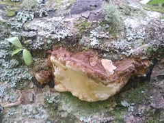 Australoporus tasmanicus