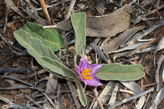 Solanum esuriale