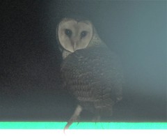 Tyto novaehollandiae