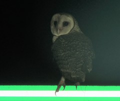 Tyto novaehollandiae