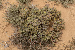 Delosperma crassum