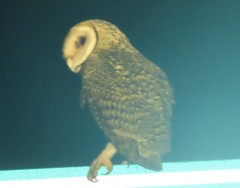 Tyto novaehollandiae