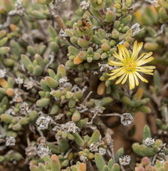 Delosperma crassum