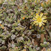 Delosperma crassum - Photo (c) Hamish Robertson, some rights reserved (CC BY-NC), uploaded by Hamish Robertson