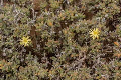 Delosperma crassum