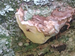 Australoporus tasmanicus