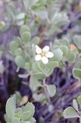 Geranium cuneatum tridens