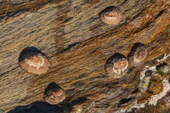 Scutellastra granularis