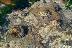 Scutellastra granularis