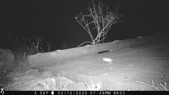 Dipodomys californicus