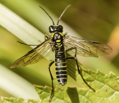 Tenthredo mesomela