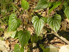 Dioscorea collettii
