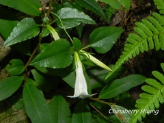 Tripterospermum luzonense