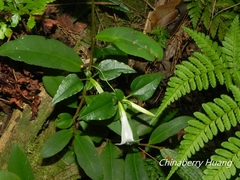 Tripterospermum luzonense