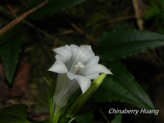 Tripterospermum luzonense