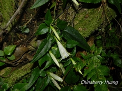 Tripterospermum luzonense