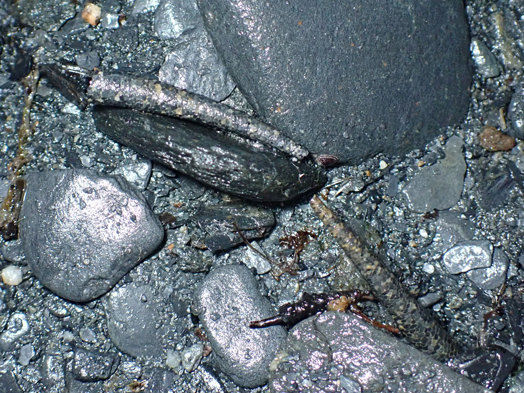 Cistenides brevicoma